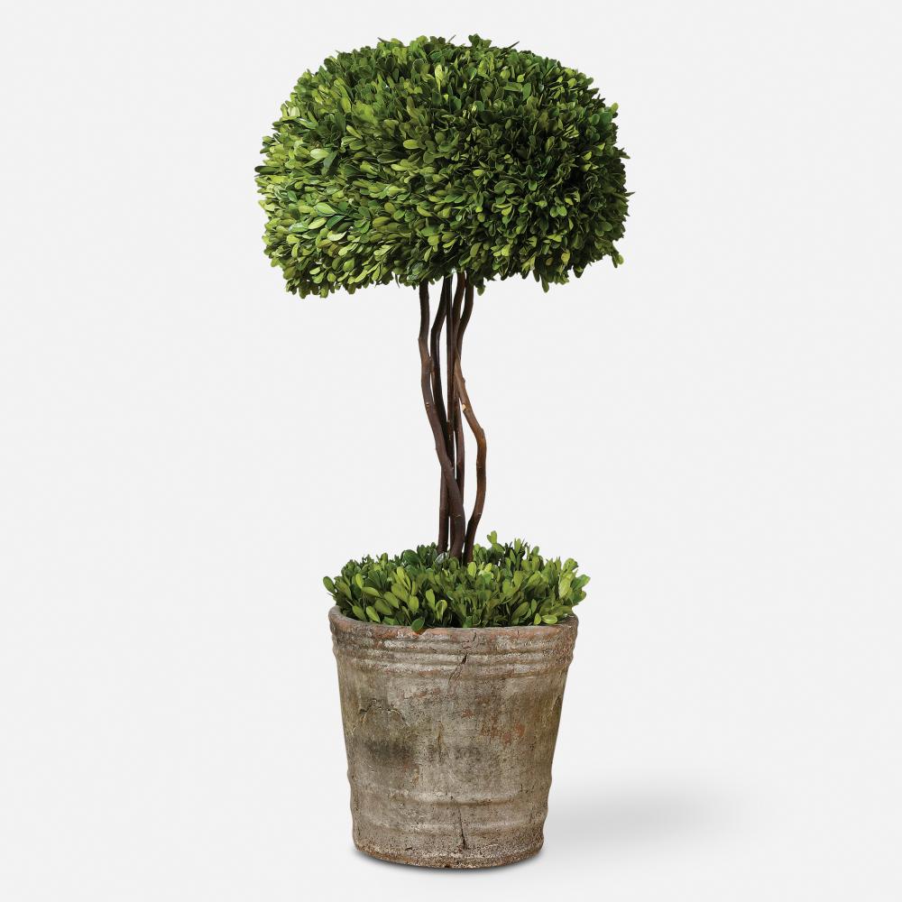 Tree Topiary Preserved Boxwood